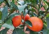 柑橘黃龍病，使用微生物菌劑可以治癒嗎？為什麼？