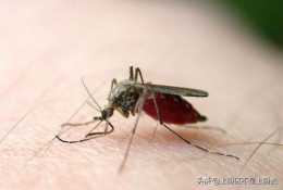春季變暖蚊蟲出沒，如何保護孩子不被叮咬？