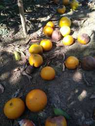 柑橘葉卷葉，葉子失去光澤還枯，是什麼病？如何防治？