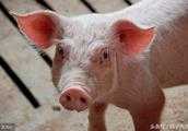 豬圓環病毒用什麼藥最有效？