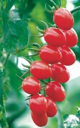 定西臨洮縣種植小番茄，有什麼好的品種可以推薦？