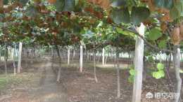 種植獼猴桃怎麼種？