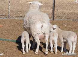 蒙科草原肉羊能長多大?