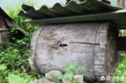 傳統木桶養的蜂取蜜時子脾怎麼辦？