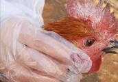 白冠病造成產蛋下降，如何才能恢復蛋雞產蛋率？