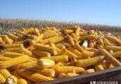又迎來了大豐收，玉米棒子怎樣儲存不會發生黴變？
