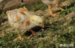小雞嗉囊有氣，縮脖子，批翅膀食慾下降，是什麼原因？