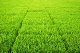 洪澇災害過後，還有哪些農作物能活下來，比如水稻會被淹死嗎?
