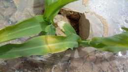 打玉米除草劑藥量過大出現花白苗怎麼辦？