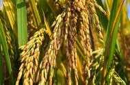 旱稻的高效種植技術是什麼？