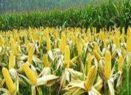 種過玉米的地方能培育水稻苗嗎？