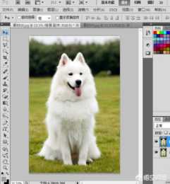把一條狗的照片放進其他照片裡用攝影軟體怎麼修圖？