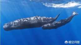 鯨魚潛至近三千米的深海中毫無壓力，為何潛艇沒辦法做到？