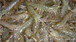南美白對蝦高位池越冬養殖有何講究？