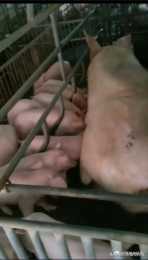 自繁自養豬場如何操作豬的防病效果好？