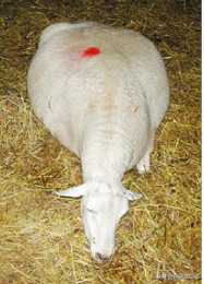懷孕母羊，走路不穩，後肢癱瘓是啥原因造成的？如何治療呢？