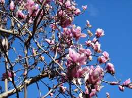 玉蘭花樹怎麼種植？