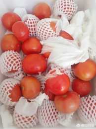 番茄採收後，怎樣儲存和保鮮呢？
