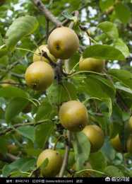 梨樹如何進行抹芽和刻芽？