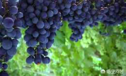 移栽的葡萄，當年能夠結果嗎？