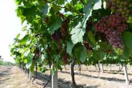 葡萄生長期土壤養分不足怎麼辦？葡萄施肥方法？