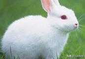兔子能聽懂人的話嗎？