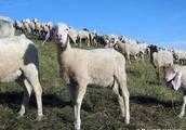 養羊主要防疫哪幾種病？