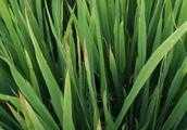 水稻種植分櫱期，該如何管理水稻？
