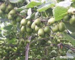 廣西適合種植獼猴桃嗎，你怎麼看？