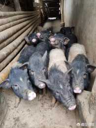 現在真正的土豬品種還有嗎？怎樣才能買到土豬的仔豬？