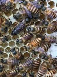 黑蜂蜂蜜真的很貴嗎？為什麼？