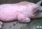 220斤的大豬發燒41度，身上還有紅疙瘩怎麼辦？