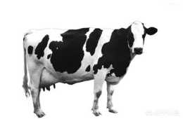 奶牛是四個乳房嗎？