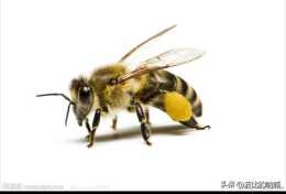 人工分蜂只留了雄蜂子脾能成功嗎？