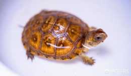 可以淺水養殖的烏龜有哪些？