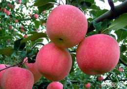 蘋果樹何時噴磷酸二氫鉀最好？