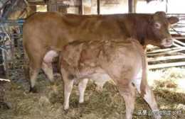 給剛出生的牛犢喂鮮牛奶，需要消毒嗎？