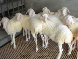 準備作為種羊的羊羔是舍飼好還是放牧好？