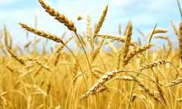 因為缺水，農民才越來越少種小麥了嗎？