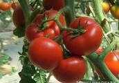 番茄苗怎麼管理？如何促旺轉壯？