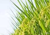 水稻種子如何曬種、浸種和催芽？