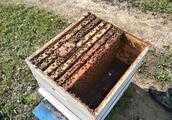 蜜蜂中毒了怎麼解毒?大量蜜蜂死於巢門前，死前地上打滾？