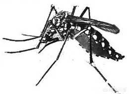 夏天有蚊子了，孕婦怎麼樣來防蚊子？但是又不能點蚊香和噴花露水？