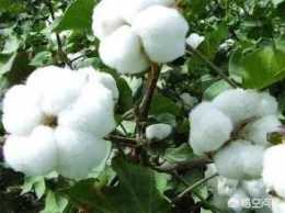 種植棉花為什麼要打叉？有什麼好處？