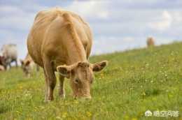 養牛為什麼要靠粗飼料？