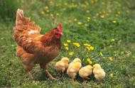40多天長成的速成雞，是吃激素長大的嗎？能吃嗎？