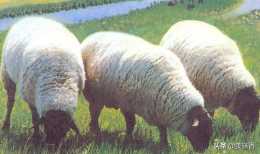 杜泊與薩福克羊哪個產羔率高？