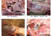 豬場一旦遇到嚴重的豬副嗜血桿菌病問題，如何進行有效的防控？