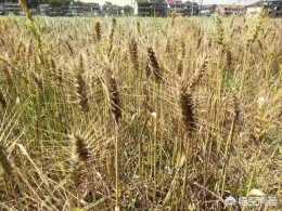 連續性降水如何防止油菜籽發芽，小麥倒伏現象？