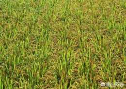 稻田浮浪草的防治方法是什麼？
